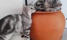 胖猫姐姐朋友爆料视频,揭秘背后惊人真相