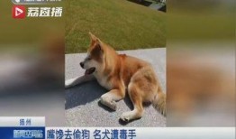 佛山偷狗新闻爆料,宠物安全警钟长鸣