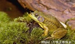 牛蛙爆料五条腿视频大全,揭秘神秘生物的罕见变异现象