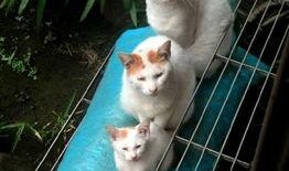 娱乐吃瓜猫的作品,揭秘娱乐圈那些不为人知的幕后故事