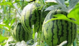 吃瓜剪辑免费版,吃瓜剪辑新体验！