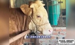 哭泣的牛在线观看,哭泣的牛感人故事在线观看