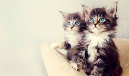 娱乐吃瓜猫的作品,揭秘娱乐圈那些不为人知的幕后故事