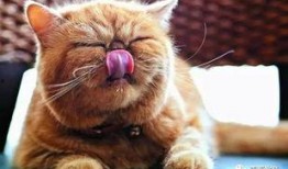 娱乐吃瓜猫的作品,揭秘娱乐圈那些不为人知的幕后故事