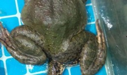 牛蛙爆料五条腿视频大全,揭秘神秘生物的罕见变异现象