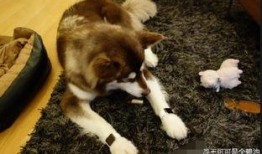 娱乐吃瓜酱救狗还是救人