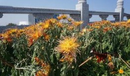 泰安花海最新爆料,五彩斑斓花海盛宴即将绽放