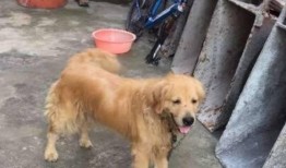 佛山偷狗新闻爆料,宠物安全警钟长鸣