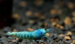 南美大虾爆料视频下载,视频爆料背后的产业真相