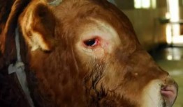 哭泣的牛在线观看,哭泣的牛感人故事在线观看