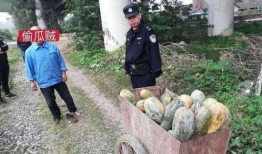 沛县吃瓜最新事件爆料,揭秘背后真相与争议