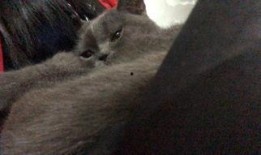 有好多爆料的猫吗视频,“有好多爆料的猫吗”视频背后的秘密