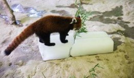 杭州动物园爆料事件视频,视频揭露动物生活现状引发关注