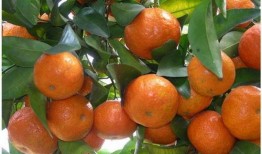 娱乐吃瓜酱砂糖橘,揭秘娱乐圈甜蜜背后的酸辣故事