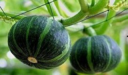 拉萨网红吃瓜事件真相视频