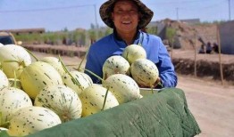 瓜州免费吃瓜地图片,夏日消暑新地标