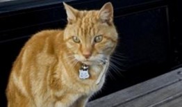 娱乐吃瓜酱小猫坐公交车,萌宠坐公交，趣味横生一幕