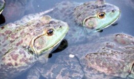 牛蛙爆料五条腿视频大全,揭秘神秘生物的罕见变异现象