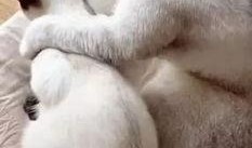 胖猫的女朋友男友爆料视频,揭秘背后惊人真相