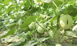 瓜州免费吃瓜地图片,夏日消暑新地标