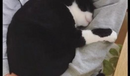 胖猫的女朋友男友爆料视频,揭秘背后惊人真相