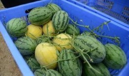 dy网红吃瓜群,揭秘娱乐圈幕后故事