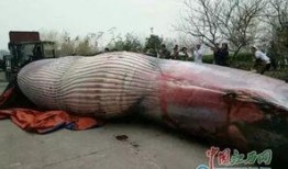 屠宰最新爆料新闻视频,屠宰场内幕惊人，视频揭露行业黑幕